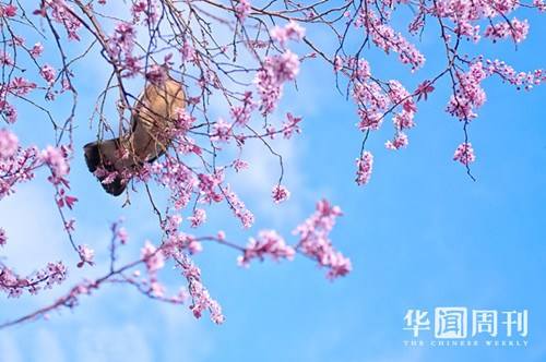合肥小程序開(kāi)發(fā)資訊